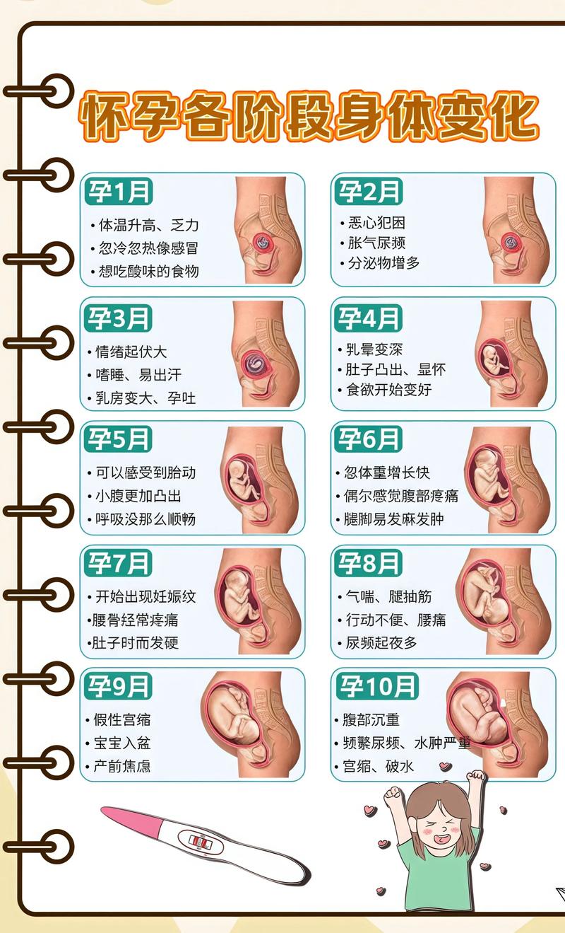 揭秘供卵代孕妈妈怀孕小腹分两节,孕期变化的奥秘阿拉尔代生机构: